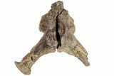 Fossil Mosasaur (Platecarpus) Brain Case - Kansas #197530-1